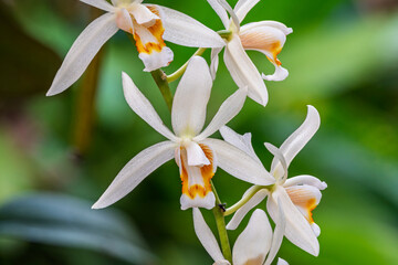 Fototapeta premium Closeup view of creamy white and orange yellow flowers of coelogyne flaccida tropical orchid species isolated outdoors on natural background