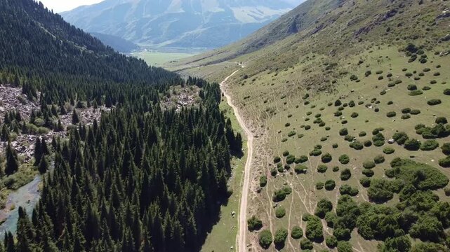 Aerial tracking shot along a mountain road dividing a pine forest and a green hill; a metaphor for choice and contrast
