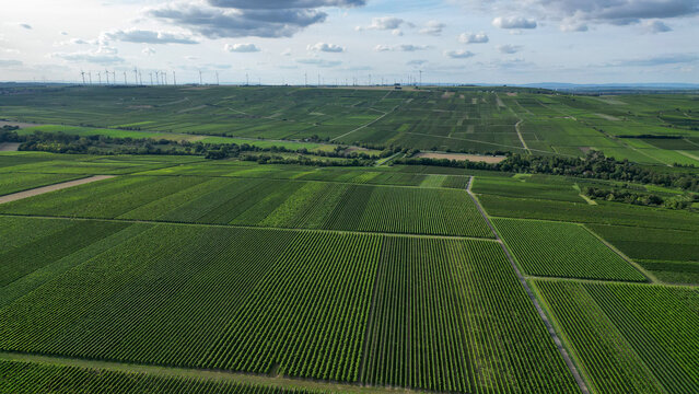 Green vine fields in summer, seen from above