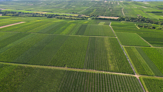 Green vine fields in summer, seen from above