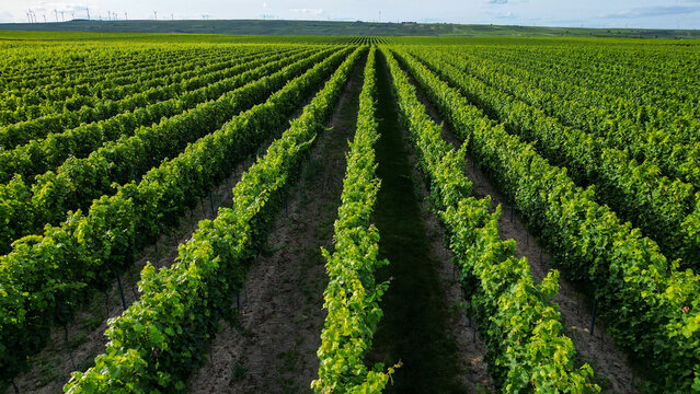 Green vine fields in summer, seen from above