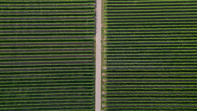 Green vine fields in summer divided by a street, seen from above
