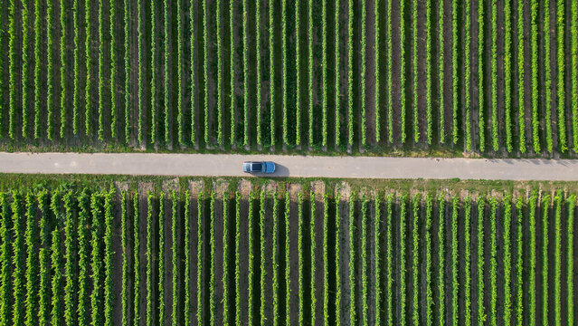 Green vine fields in summer divided by a street, seen from above
