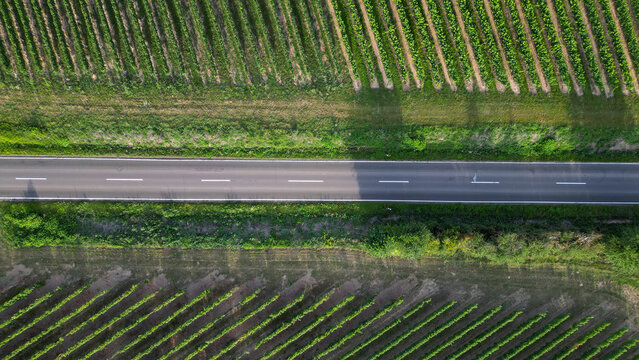 Green vine fields in summer divided by a street, seen from above

