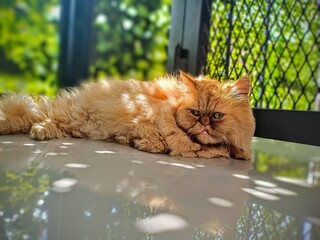 cat in the garden © Yosdi
