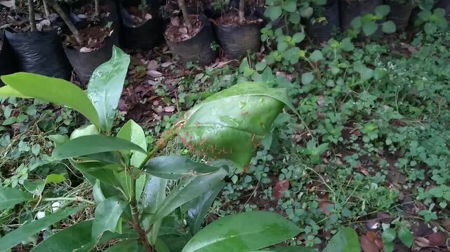 Red weaver ants (Oecophylla smaragdina) building their nests in the air by stitching living leaves together using silk produced by their larvae