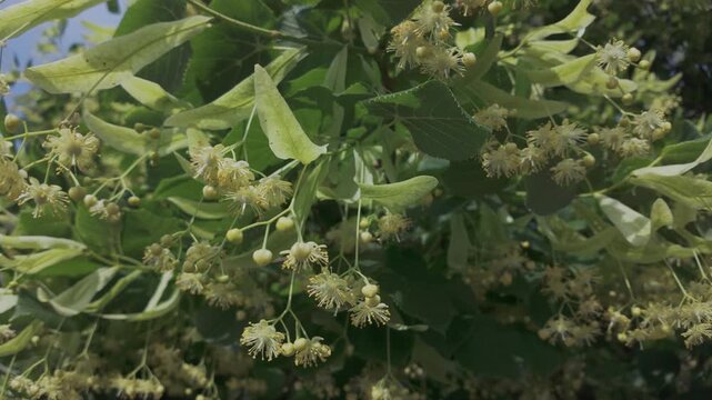 Close-up of branches of blooming silver linden tree, Tilia tomentosa with tilia fruits and flowers sway in the wind