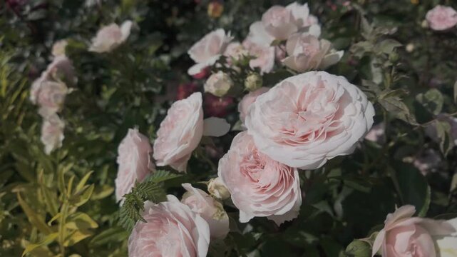 Light rose colored of Memorial roses (Rosa lucieae) swaying in the wind 