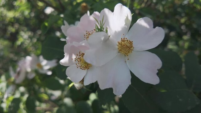 Close-up of white flowers of the dog rose (Rosa canina) sway in the breeze