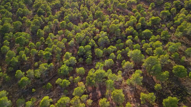 Aerial view of pine forest plantation with evenly spaced trees dry terrain and natural landscape pattern from above