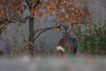 roedeer © Alberto Cosgaya
