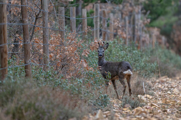 roedeer © Alberto Cosgaya