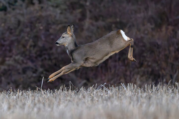 roedeer © Alberto Cosgaya