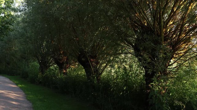 Willow trees in a row, green park walking path