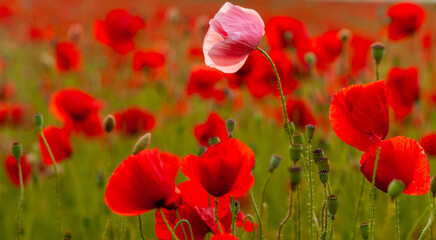 Fototapeta premium Floral background with red and pink wild poppies, Papaver somniferum, in early summer