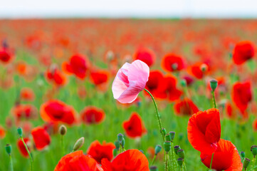 Naklejka premium Floral background with red and pink wild poppies, Papaver somniferum, in early summer