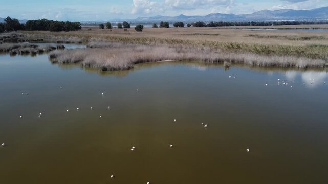 Aerial reveal of El Hondo natural park in Elche, Spain. A bird sancturay.