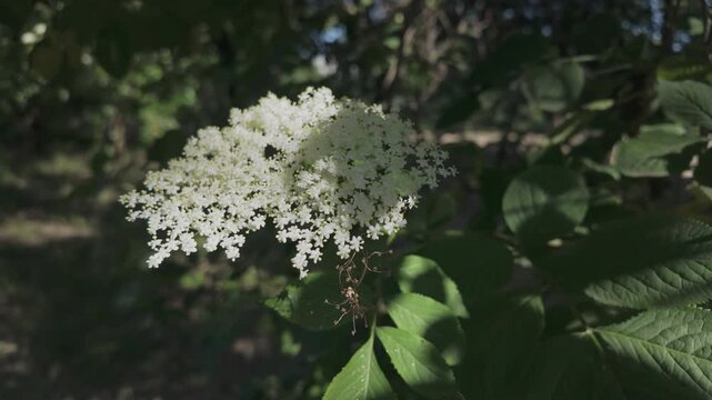 White flowers on blooming American black elderberry (Sambucus canadensis) sway in the breeze on a sunny day
