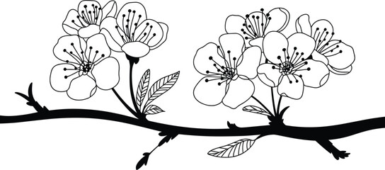 Fototapeta premium Cherry blossom branch illustration, hand drawn sakura flowers line art floral design element