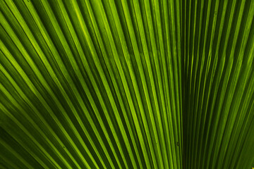 Obraz premium Bright Green Ribbed Fan Palm Leaf