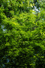 Fototapeta premium Lush Green Foliage Background with Sunlight Filtering Through Leaves