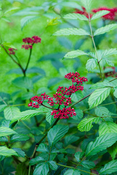 Red Flower Bud Cluster of Leea Rubra Plant