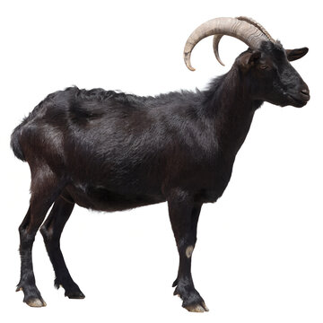A black goat, goat on a white background