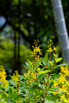 Yellow Thryallis Flowers Blooming in Summer Garden