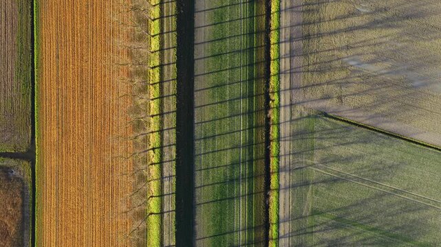 Aerial view of green and brown agricultural fields with long parallel shadows from a row of trees during golden hour in Mont Saint-Michel, Normandy, France.