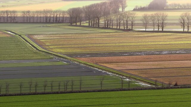 Aerial view of agricultural fields with rows of bare trees and irrigation ditches under soft morning light in Mont Saint-Michel, Normandy, France.