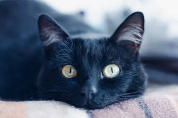 Black cat looks directly at the camera while resting on a blanket in a warm room during daylight hours © yurakrasil