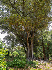 Obraz premium Australien