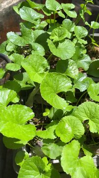 Fresh green Gotukola (Centella Asiatica) plants growing in a garden, Vertical video