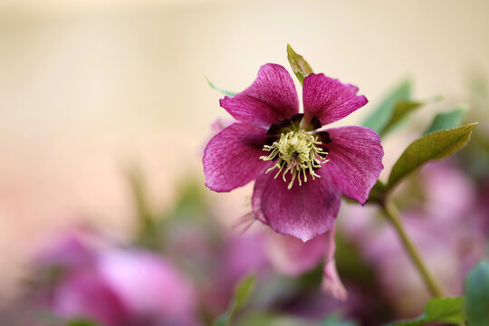 Christrose