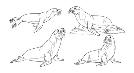 Four sketched seals in various poses a black and white illustration © MdNirob
