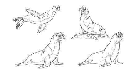 Four sketched seals in various poses a black and white illustration © MdNirob