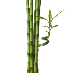 Fototapeta premium Green bamboo stalks with a spiral stem and leaves against a white background.