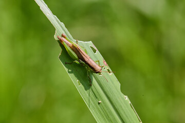 Grasshopper Resting on a Green Leaf © Anucha