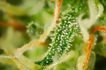 Fototapeta premium Macro shot of Northern Light cannabis buds, cannabis plant showing axillary buds and secondary flowers with white pistils and developing resinous trichomes