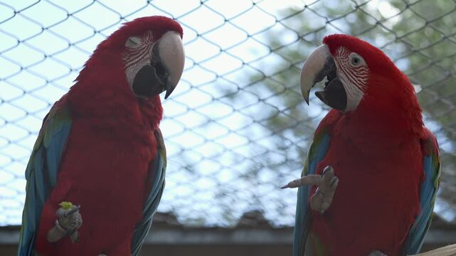 Scarlet macaw Ara macao parrots sitting together. Colorful birds show social interaction, communication and bright feather patterns in aviary environment. Tropical parrot species in zoo habitat 