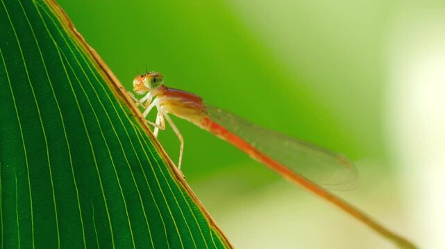 macro of a red damselfly on a green leaf with shimmering dappled sunlight, peaceful nature background with beautiful bokeh