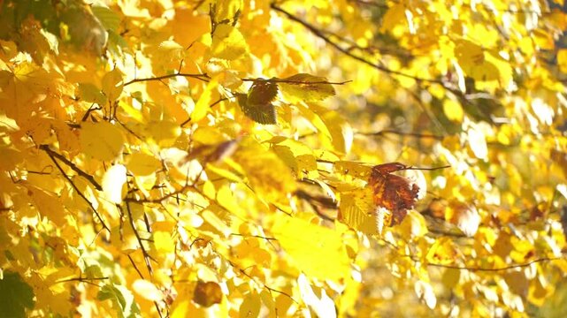 A leafy tree branch with yellow leaves is the main focus of the image. The leaves are arranged in a way that creates a sense of movement and flow, as if they are dancing in the wind