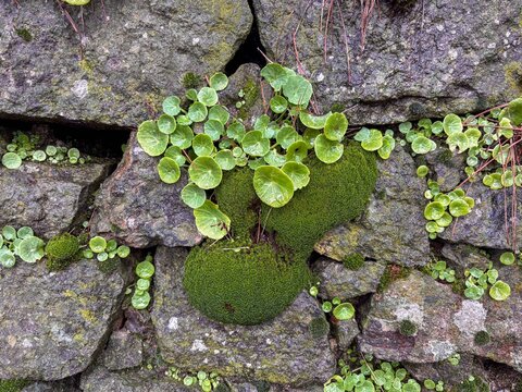 Vibrant green pennywort leaves and thick moss thriving on a stone wall
