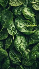 Obraz premium A Close-Up View of Fresh Spinach Leaves, Showcasing Their Deep Green Color and Intricate Veins