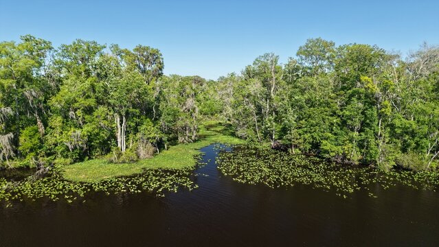 Aerial view of dark waters reflecting the sky, bordered by vibrant green trees and lily pads, Palmo Fish Camp Road's natural beauty unfolds, St. Augustine, Florida, United States.