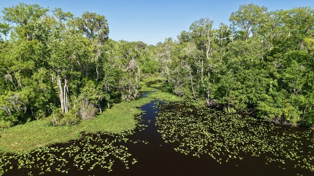 Aerial view of dark waters reflecting the lush green canopy above, creating a mesmerizing contrast in the Palmo Fish Camp, St. Augustine, Florida, United States.