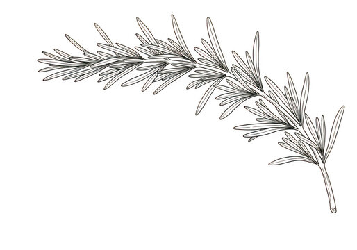Detailed botanical illustration of a juniper branch with needle-like leaves
