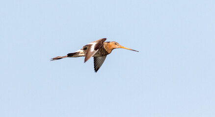 Obraz premium two ducks in flight