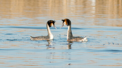 Fototapeta premium two swans on the lake