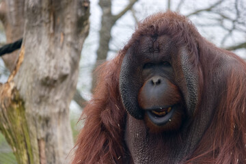 Orangutan sitting on a branch in a park during a cloudy day © Piotr
